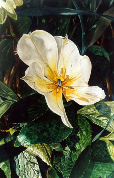 Ref.G07: Full Blown Tulip.